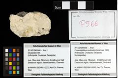 Foto (Objekt + Etiketten) von Cracensigillatus acutirostris (Moericke, 1889) 